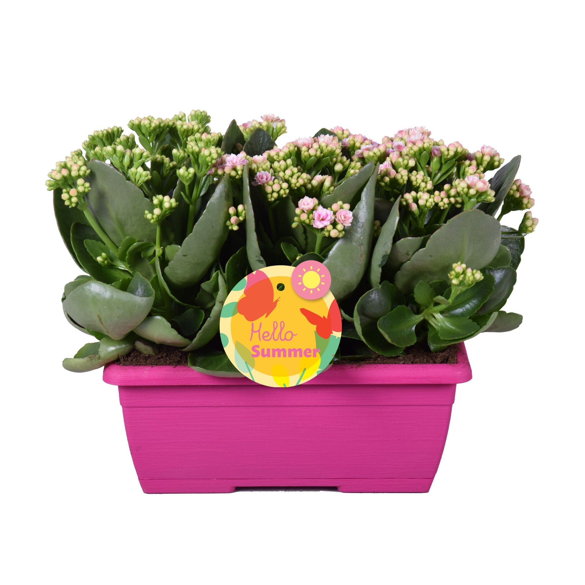 Hello Summer Kalanchoe Blossfeldiana in Duobak Roze, D 25