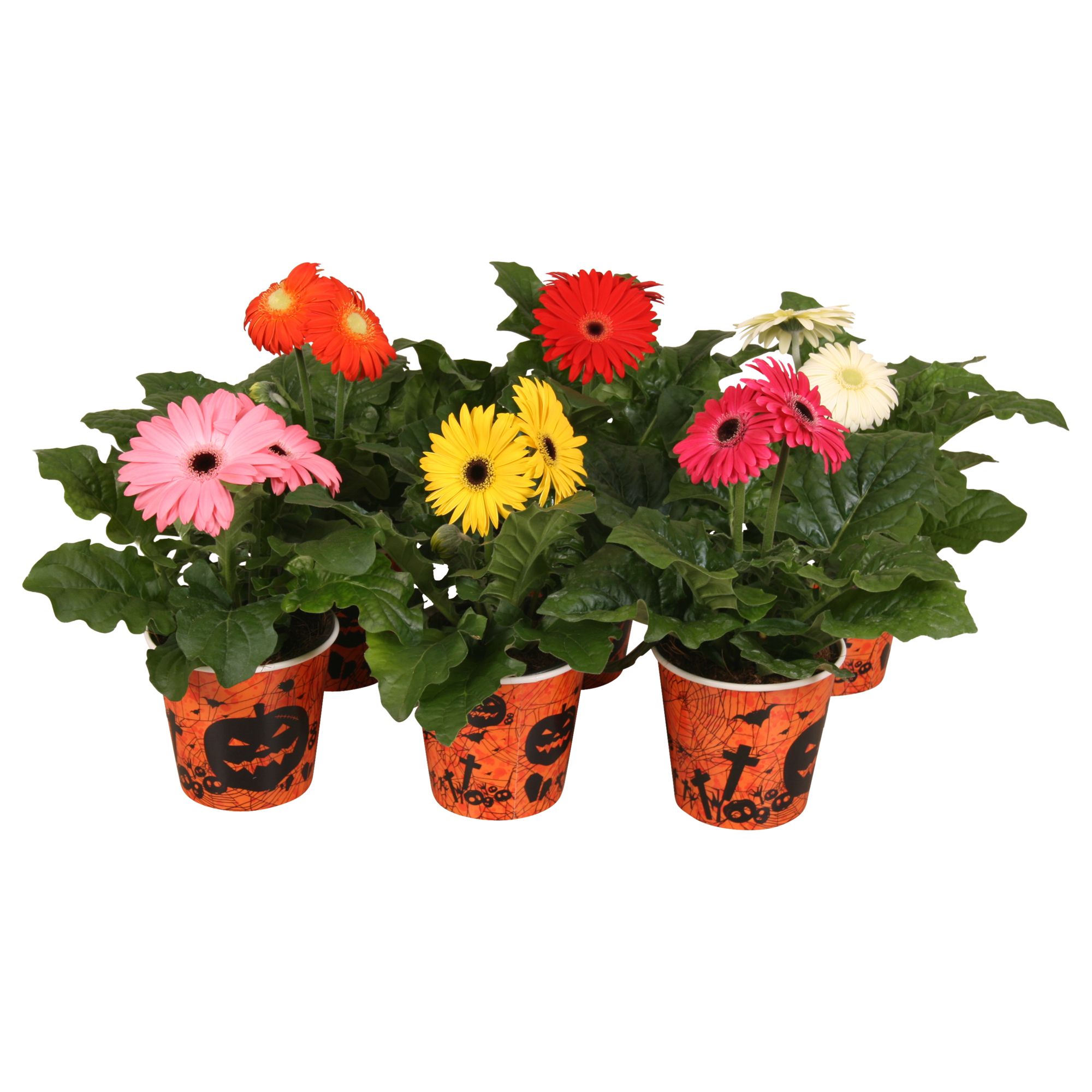 Gerbera belicht 2+ in beker halloween, D 12