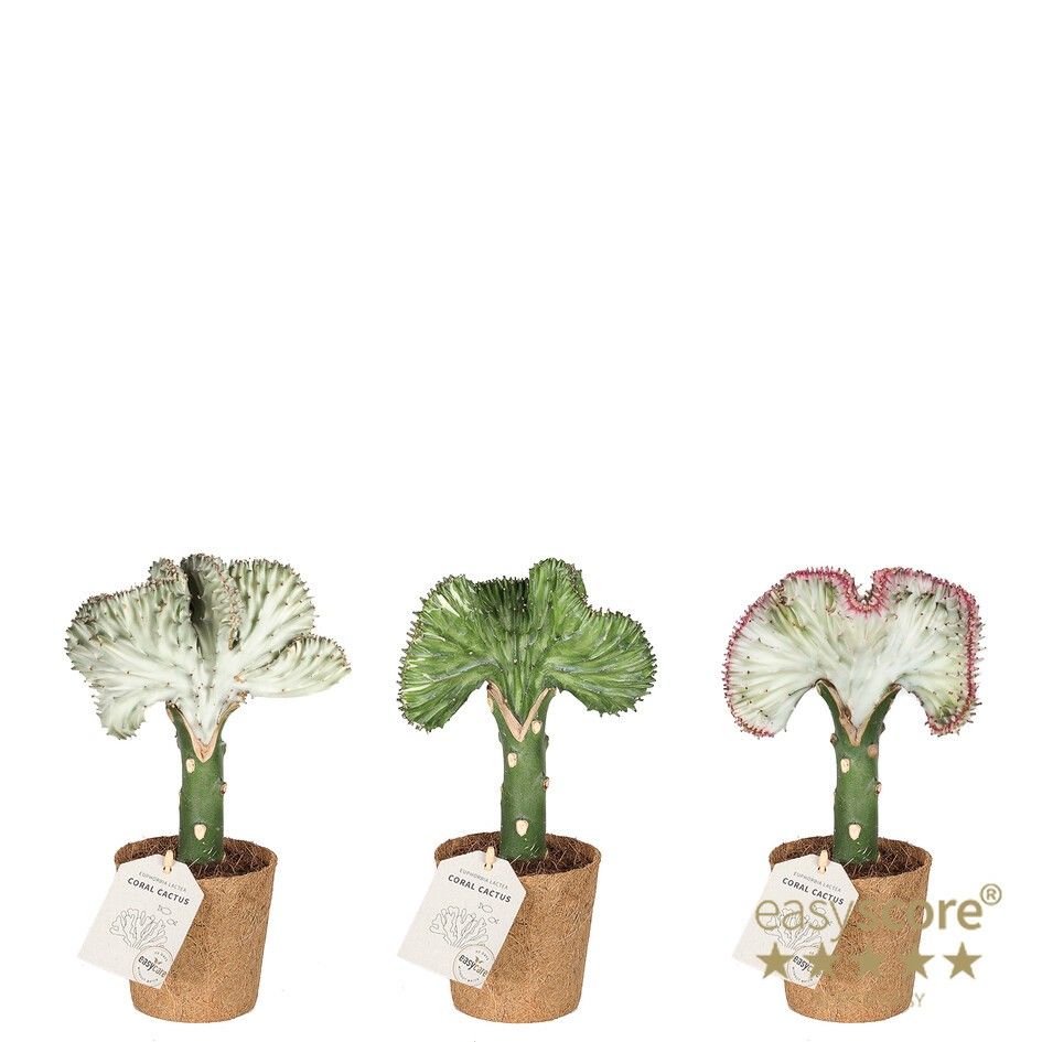 Euphorbia Lactea - COCOZ, D 11