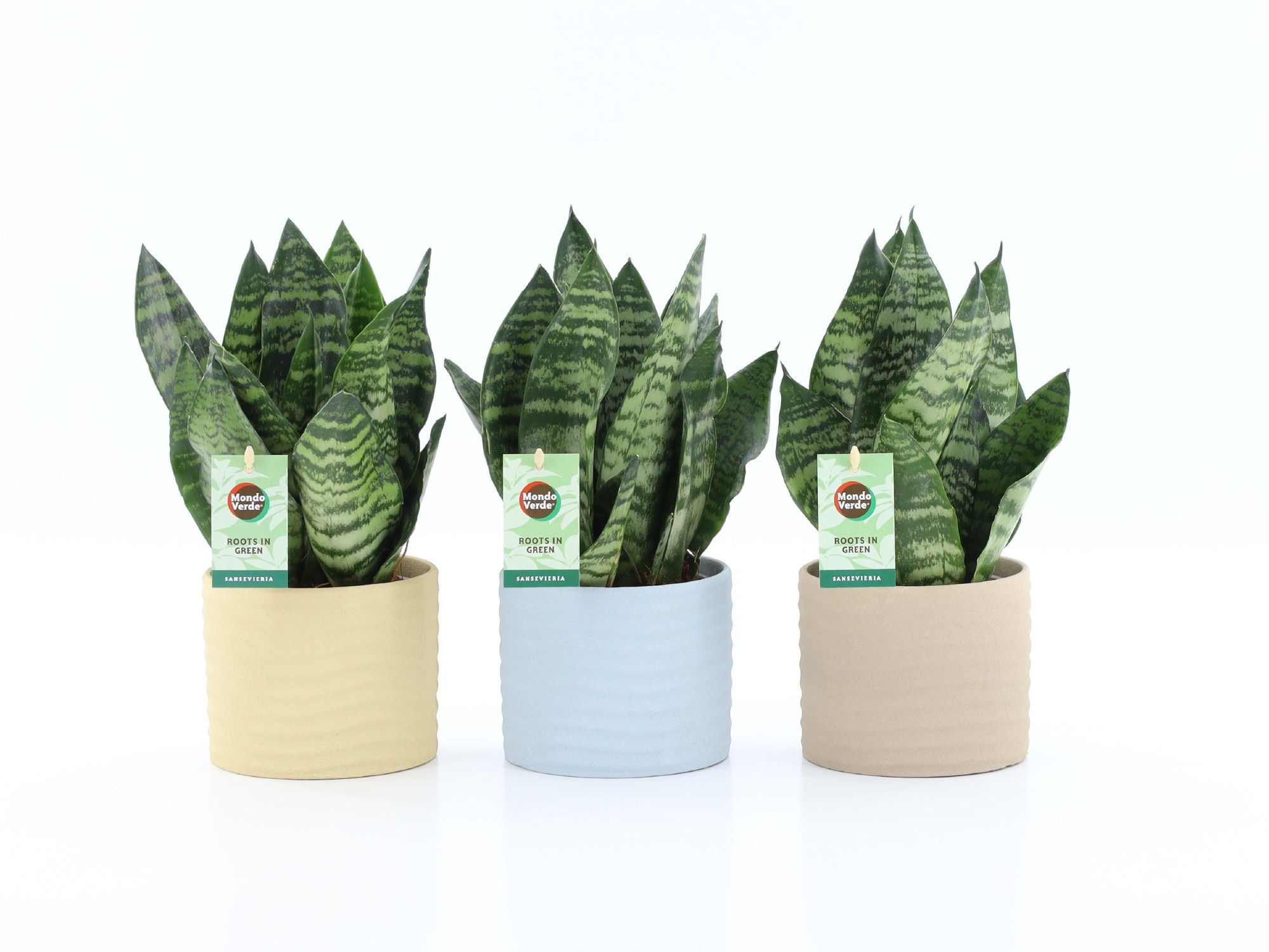 Sansevieria Black Coral in Ibiza keramiek, D 13