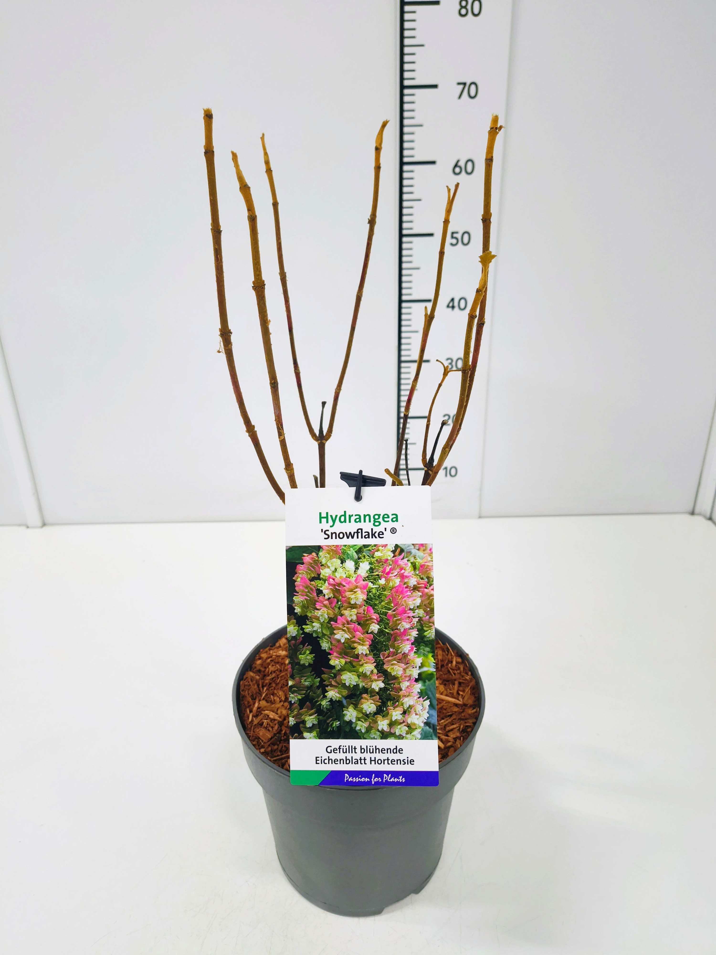 Hydrangea q. 'Snowflake' 30-40C5, D 23