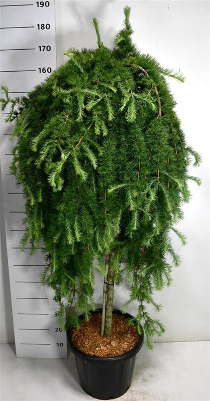 Larix kaempf. 'Stiff Weeper', D 38