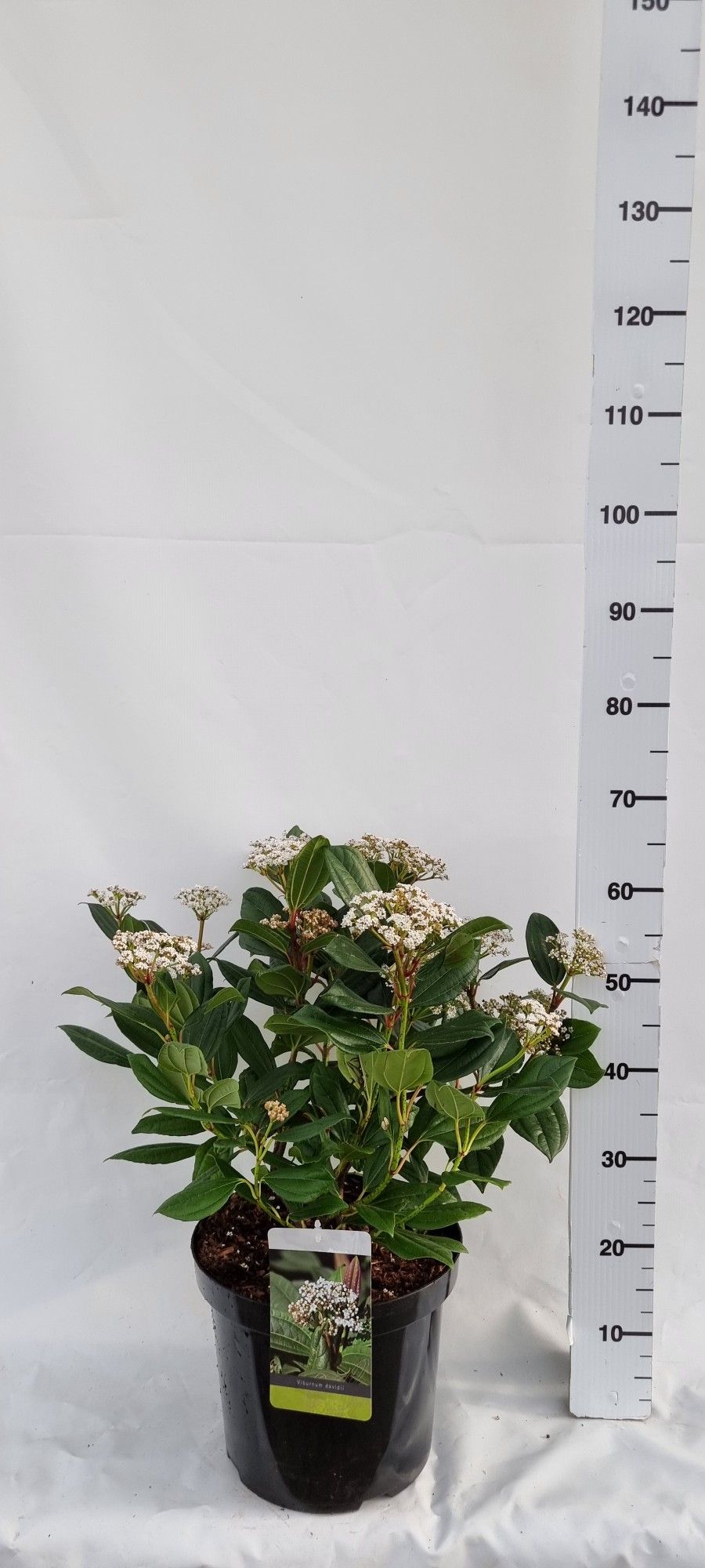 Viburnum davidii, D 30