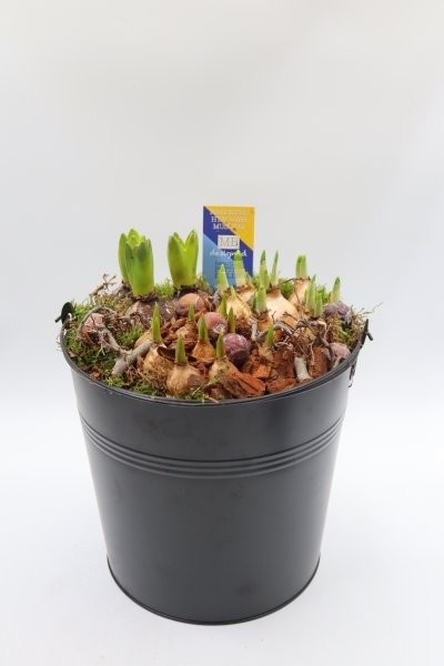 Bollen, zinken emmer zwart met hengsel, D 26