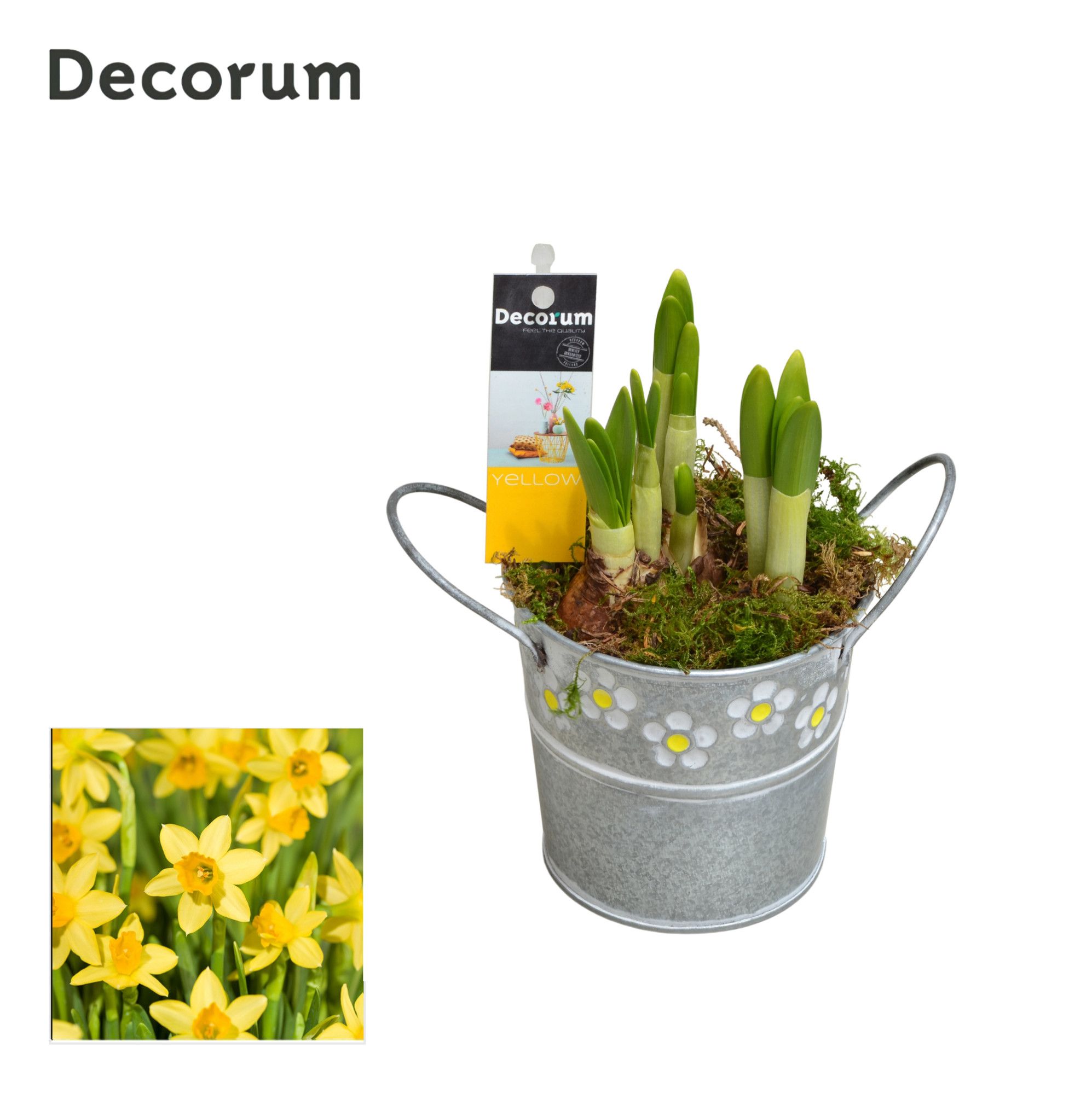 Narcis Spring Bucket Mini HL15473N, D 10