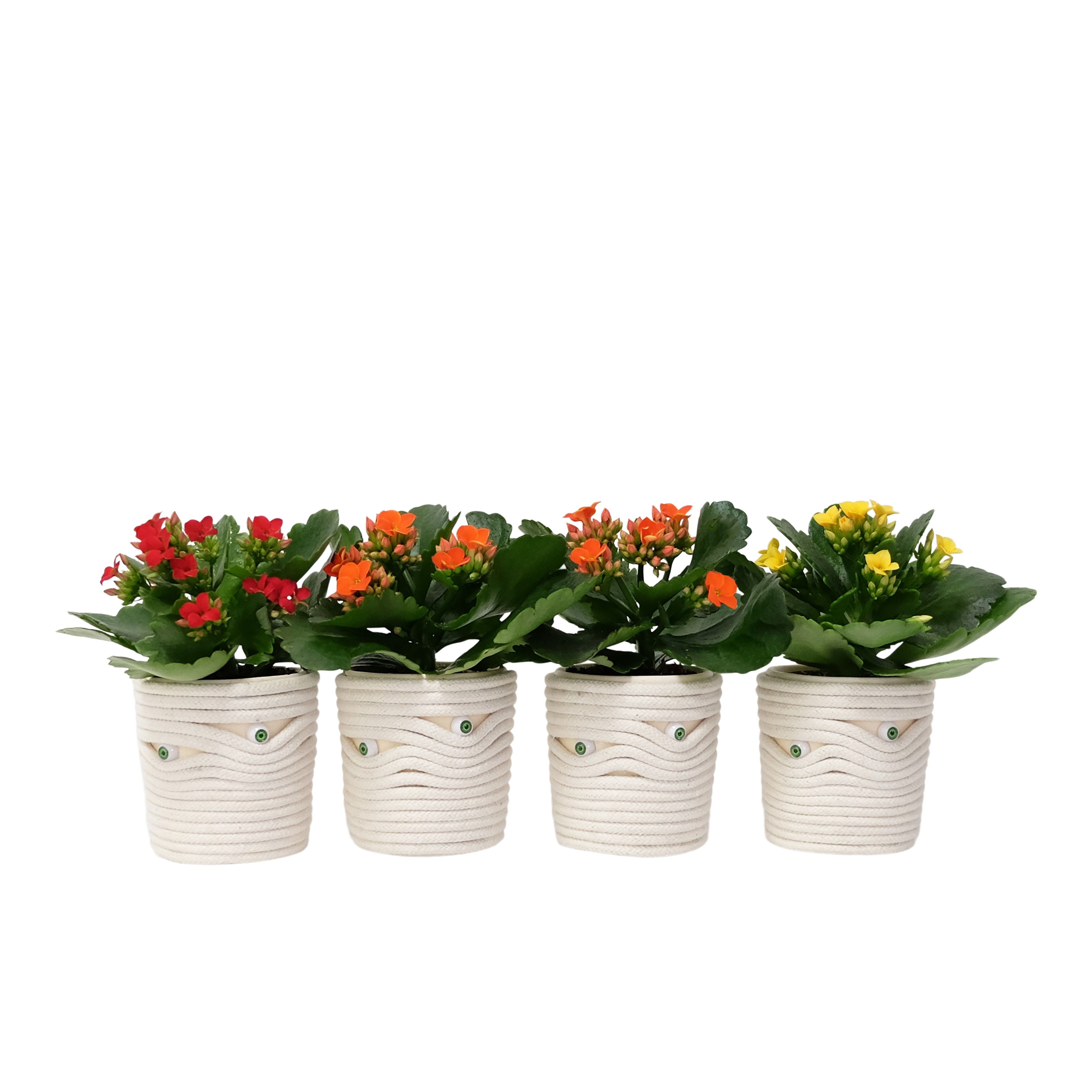 Under Wraps with Kalanchoe, D 6