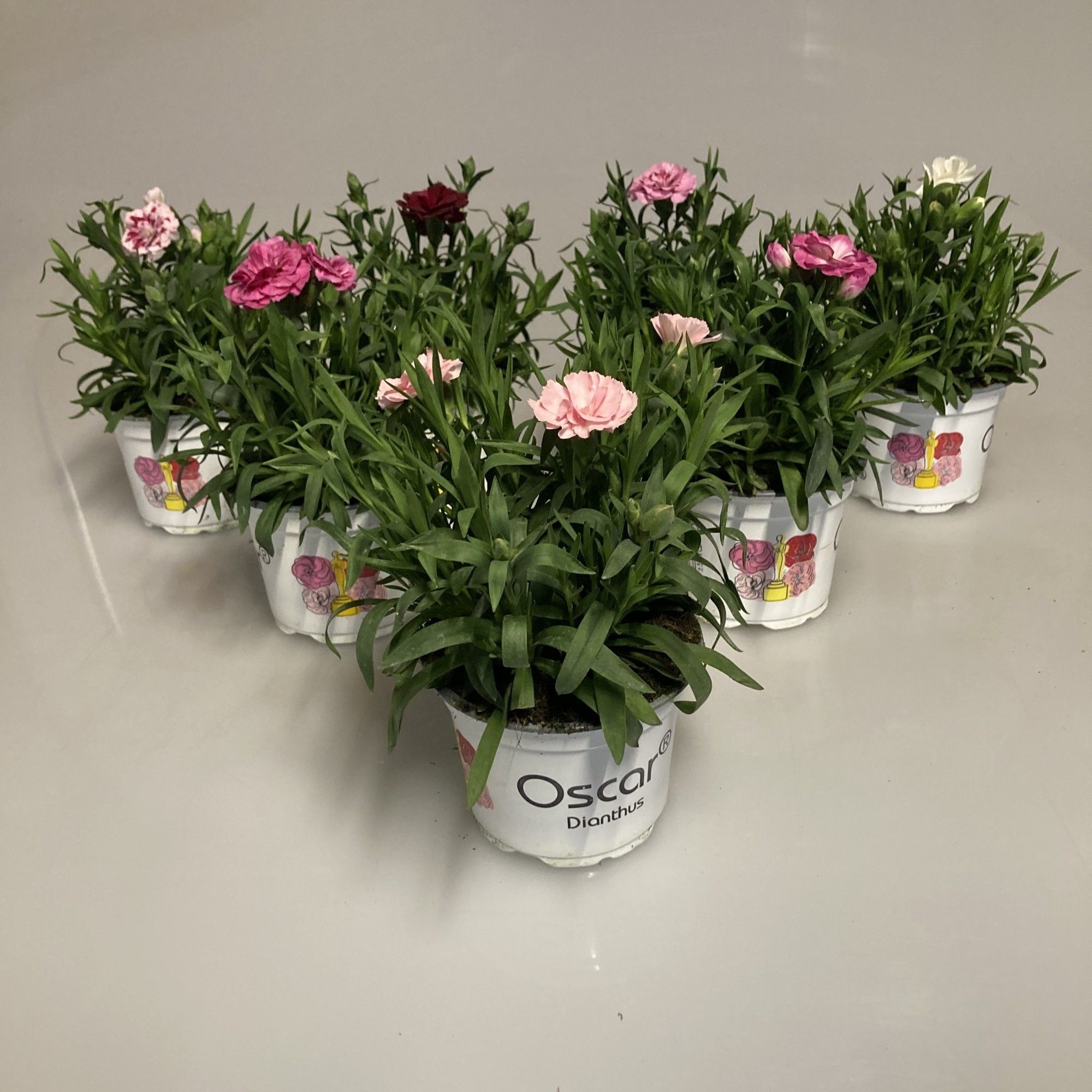Dianthus Oscar Mix 10,5cm, D 10,5