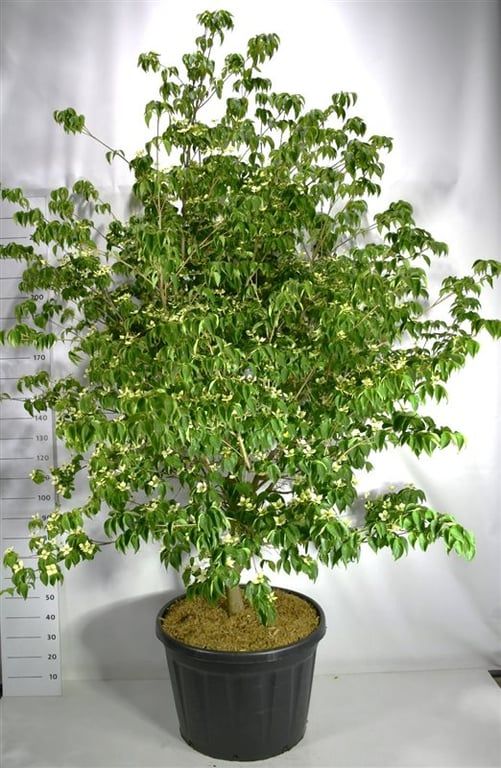 Cornus kousa 'Sternenhimmel', D 80