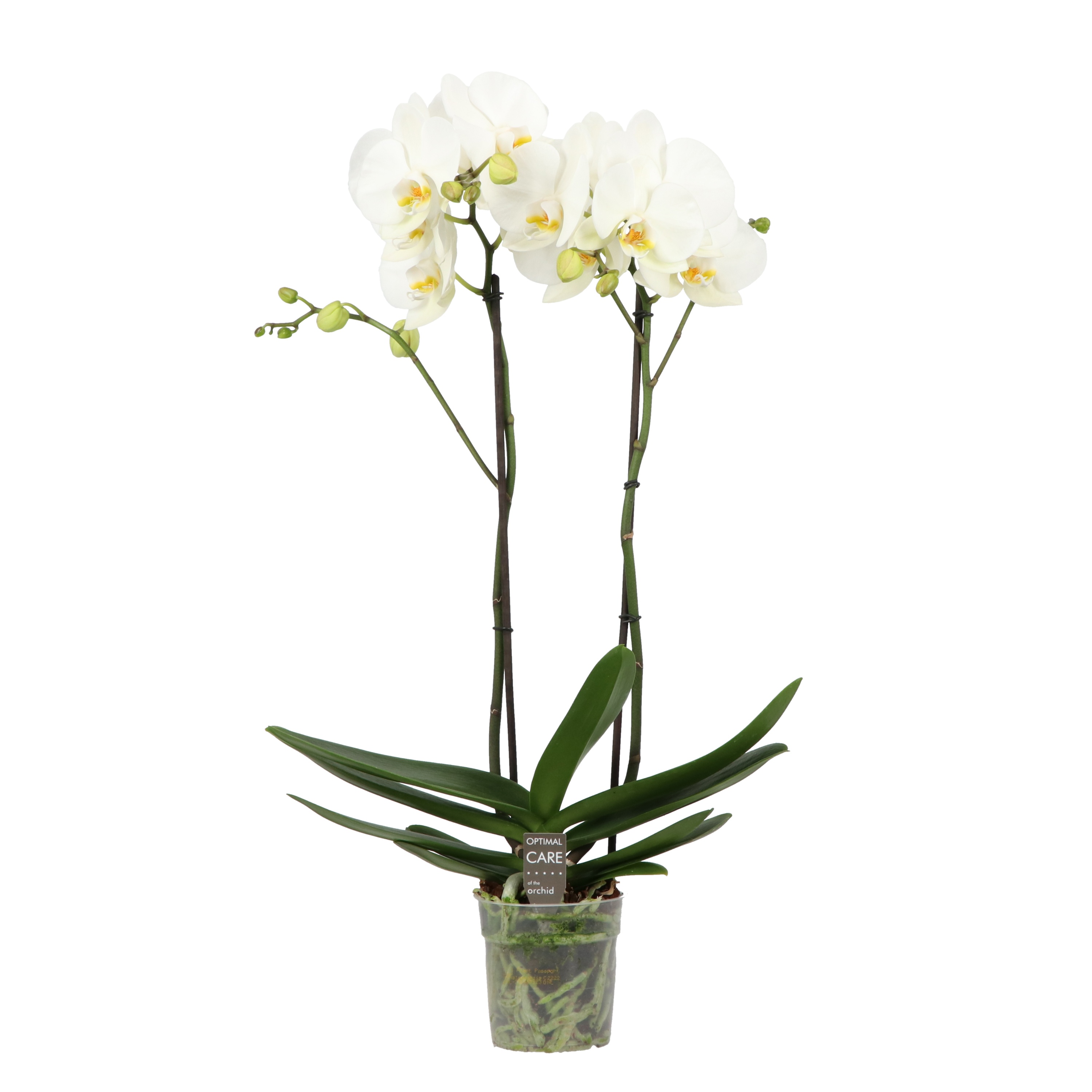 Funda P12 White 2 spike, D 12