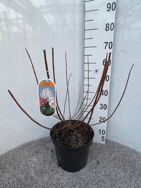 Hydrangea pan. Early Sensation 50-60 cm struik P26 C7,5, D 26