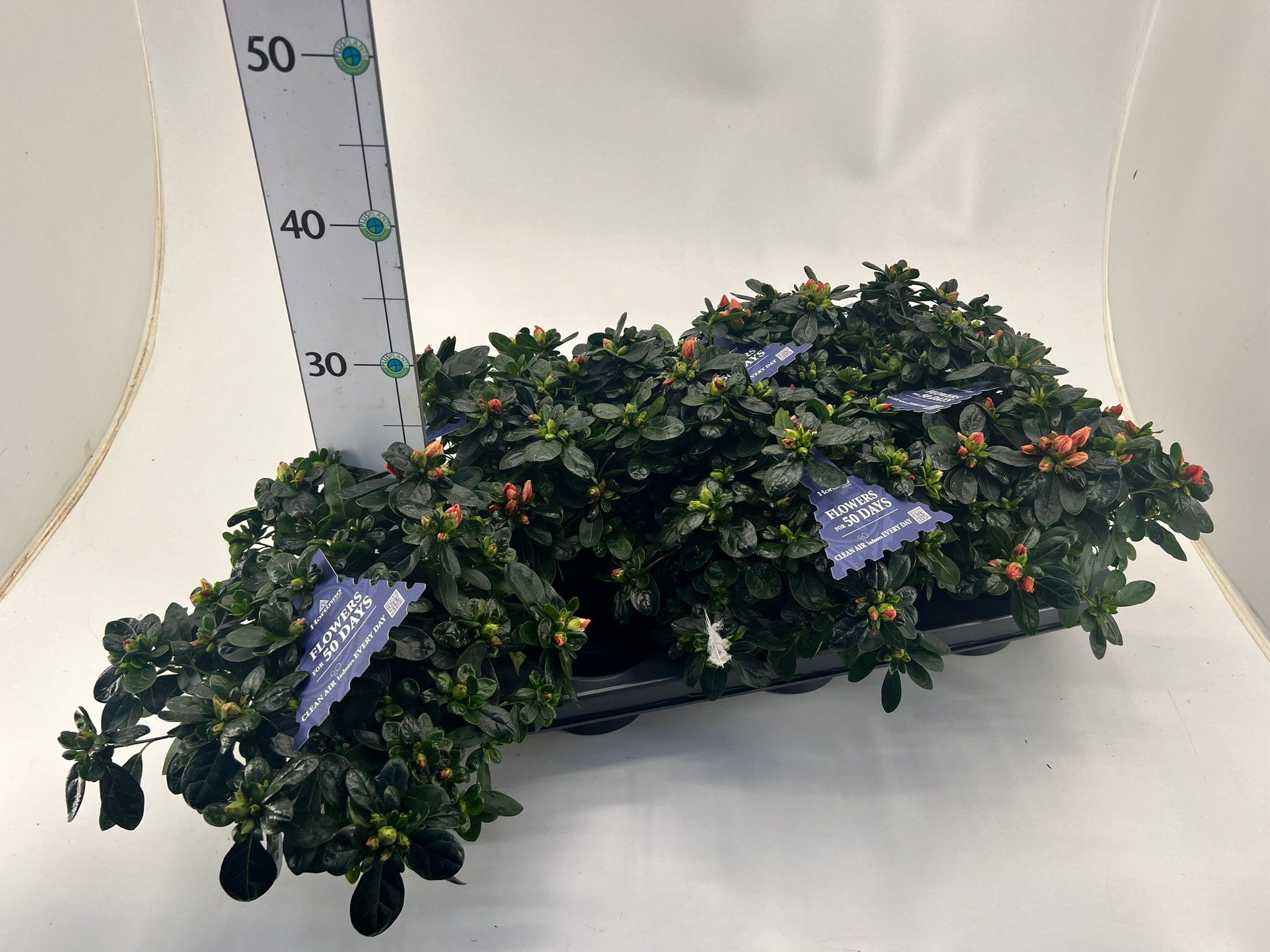 Rhododendron simsii T13 Hortinno Mix, D 13