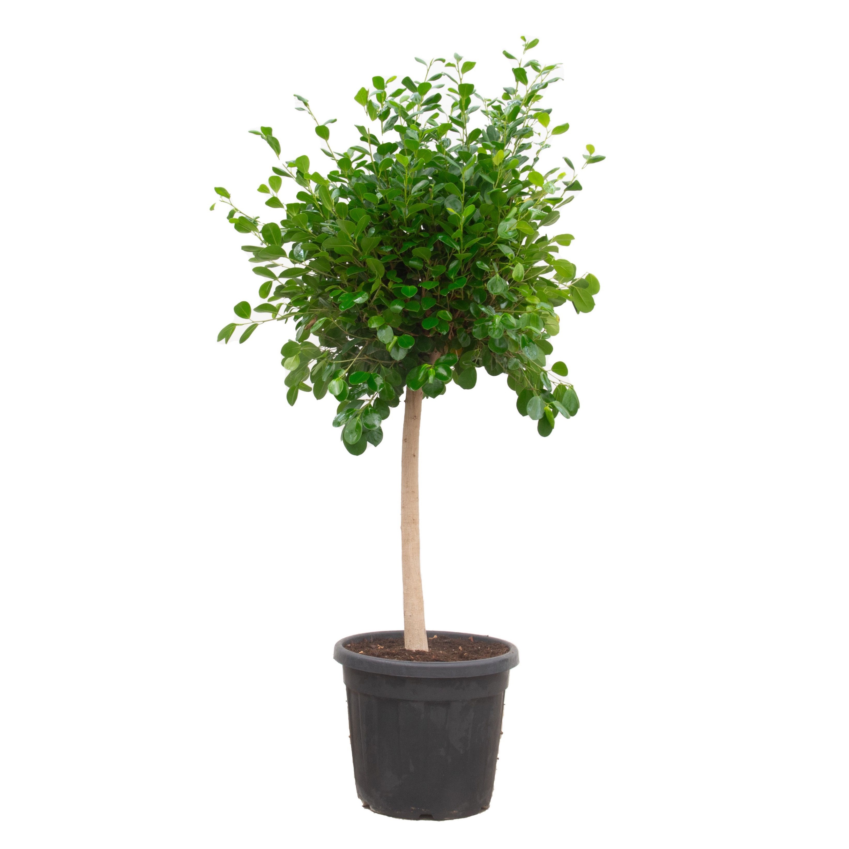 FIcus Microcarpa 'Panda' - 170cm, D 45