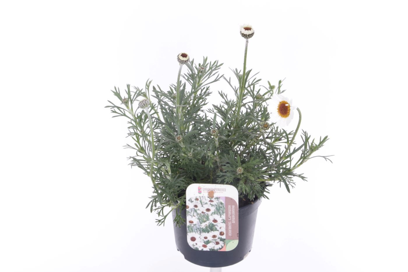 Rhodanthemum Casablanca, D 13