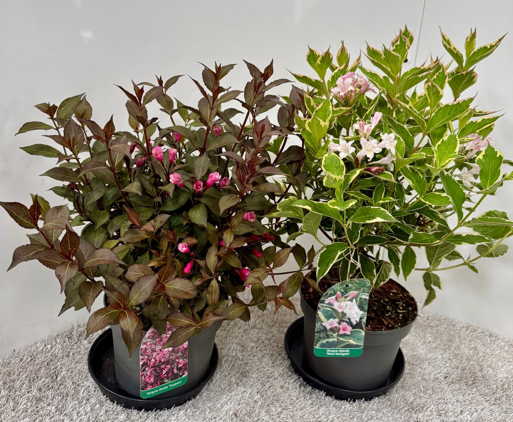 Weigela florida in Sorten, D 19