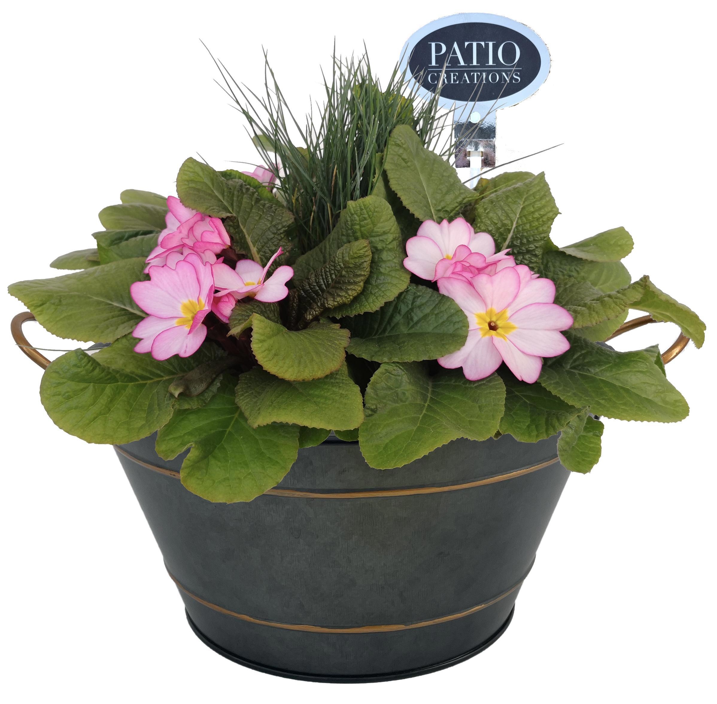 PRF839-9323 Primula met Festuca Sterre zink rond, D 22