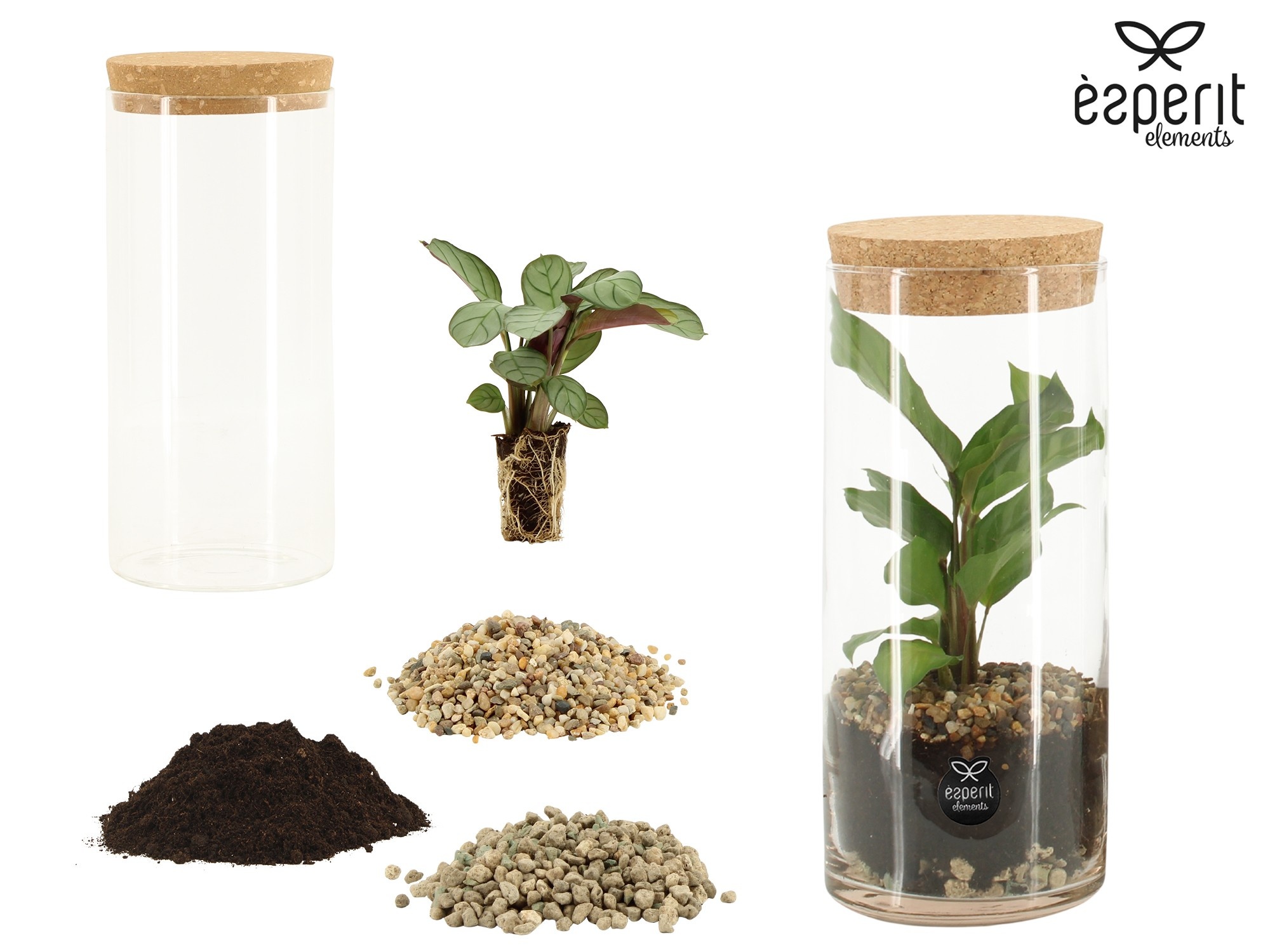 90858: DIY Terrarium arrangement, D 9