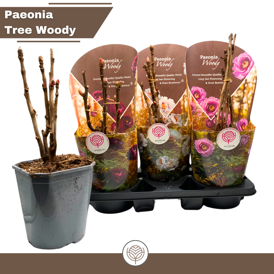 Paeonia Woody suffruticosa Mix pink/white/red/yellow, D 19