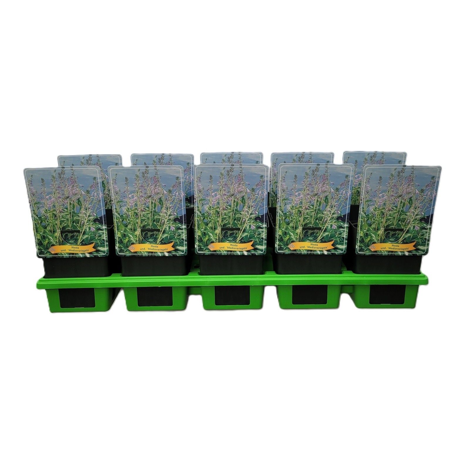 Hosta x undulata 'Mediovariegata' P11, D 11
