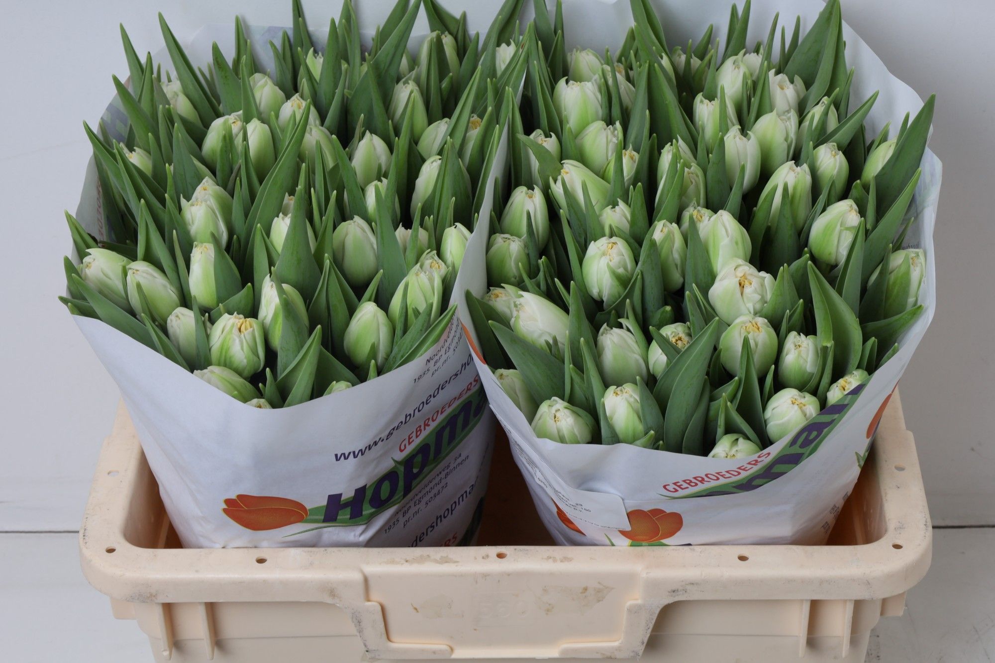 Тюльпан дв. Форталеза, шт.