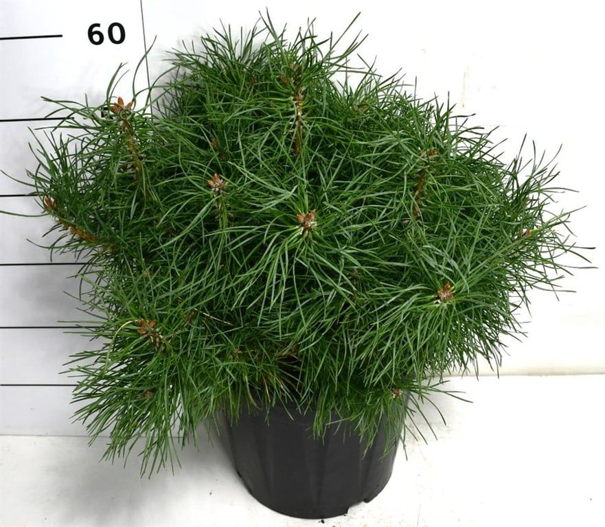 Pinus sylv. Blue Pearl, D 32