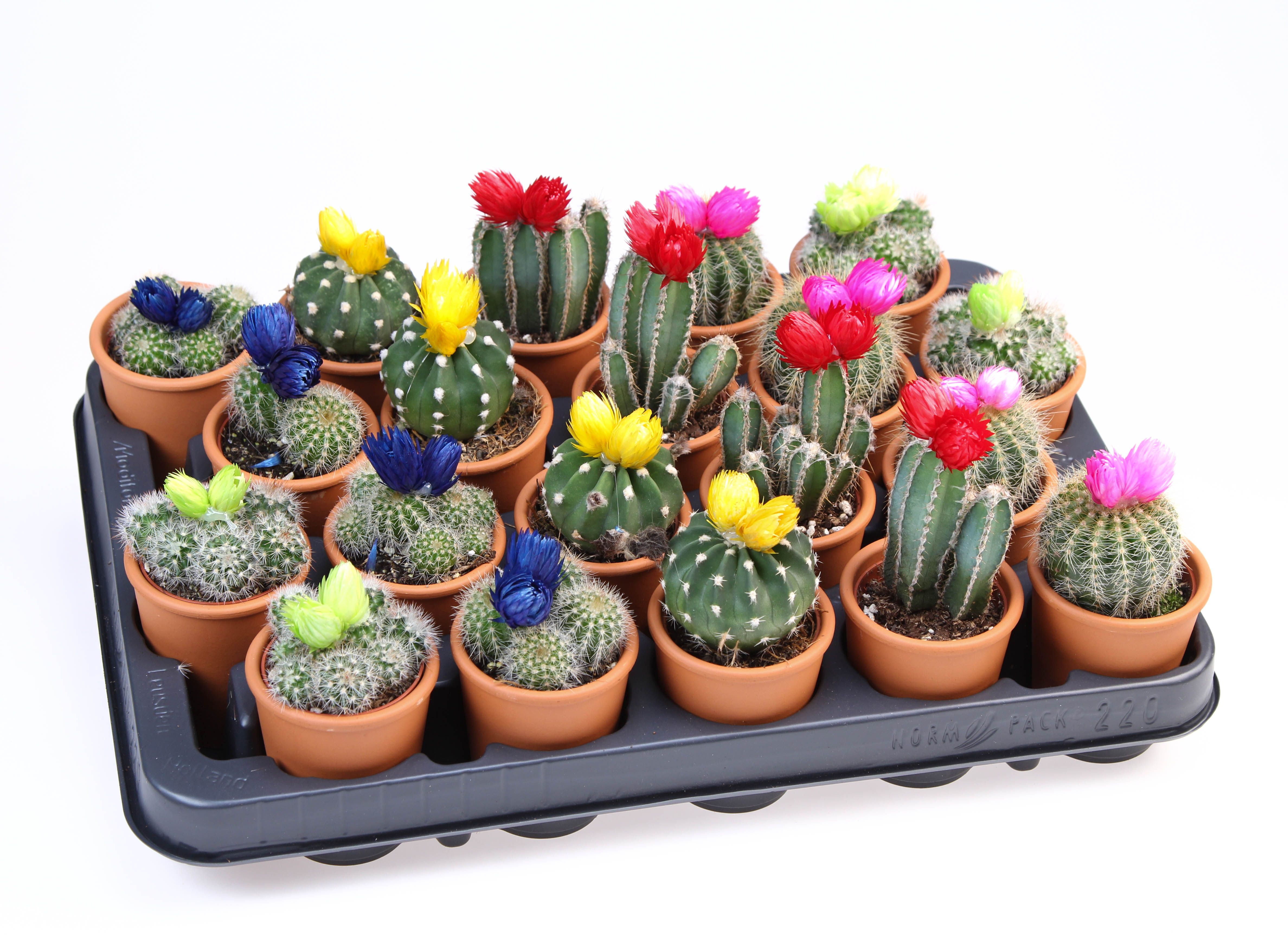 Strobloem mix in Rozenpot, D 5,5