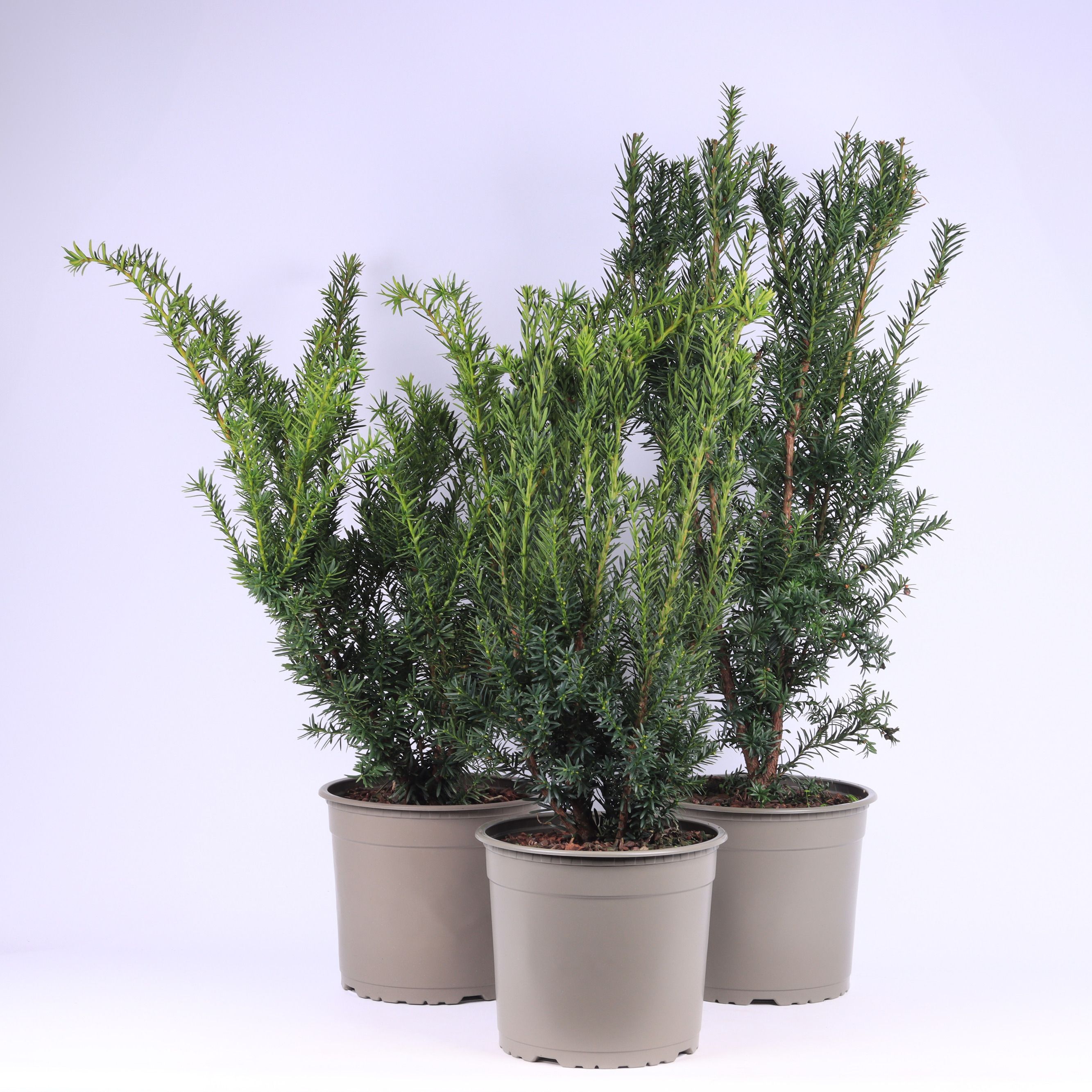 Taxus gemende bak, D 23