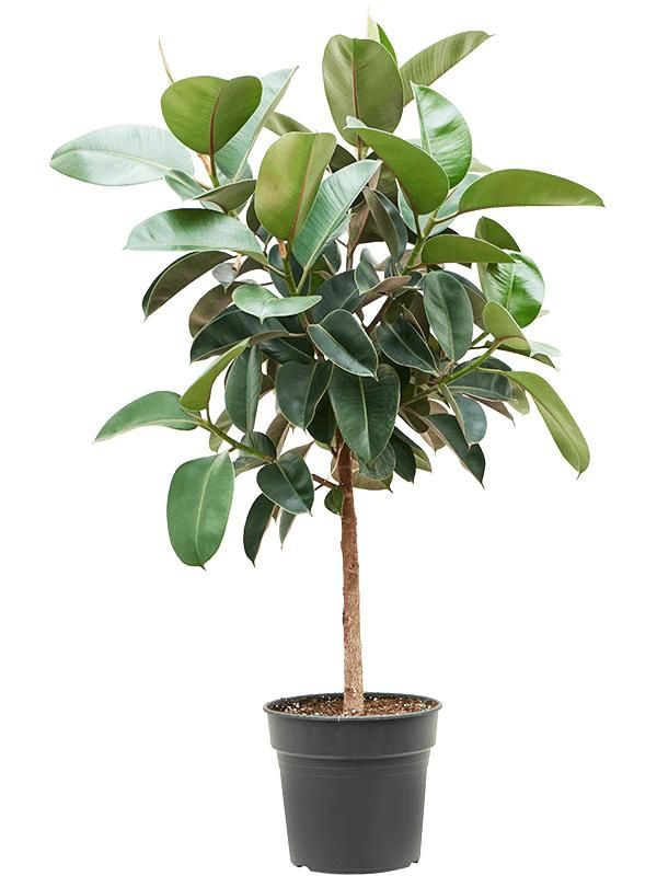 Ficus elastica 'Robusta', D 30