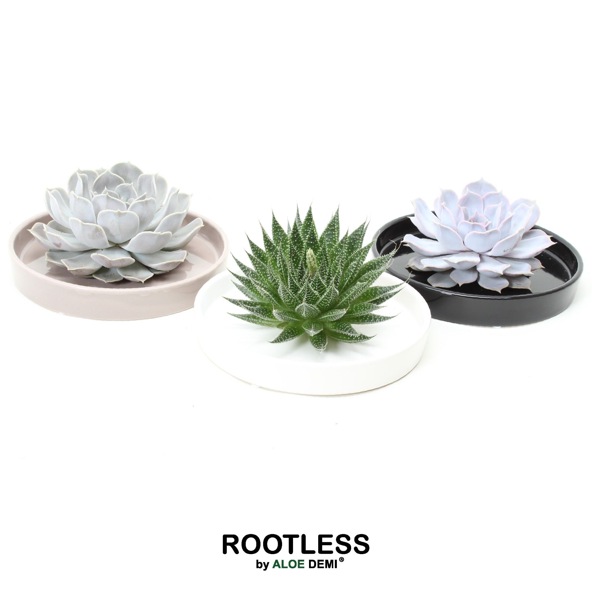 ROOTLESS Succulent, Panda bowl, D 20 cm