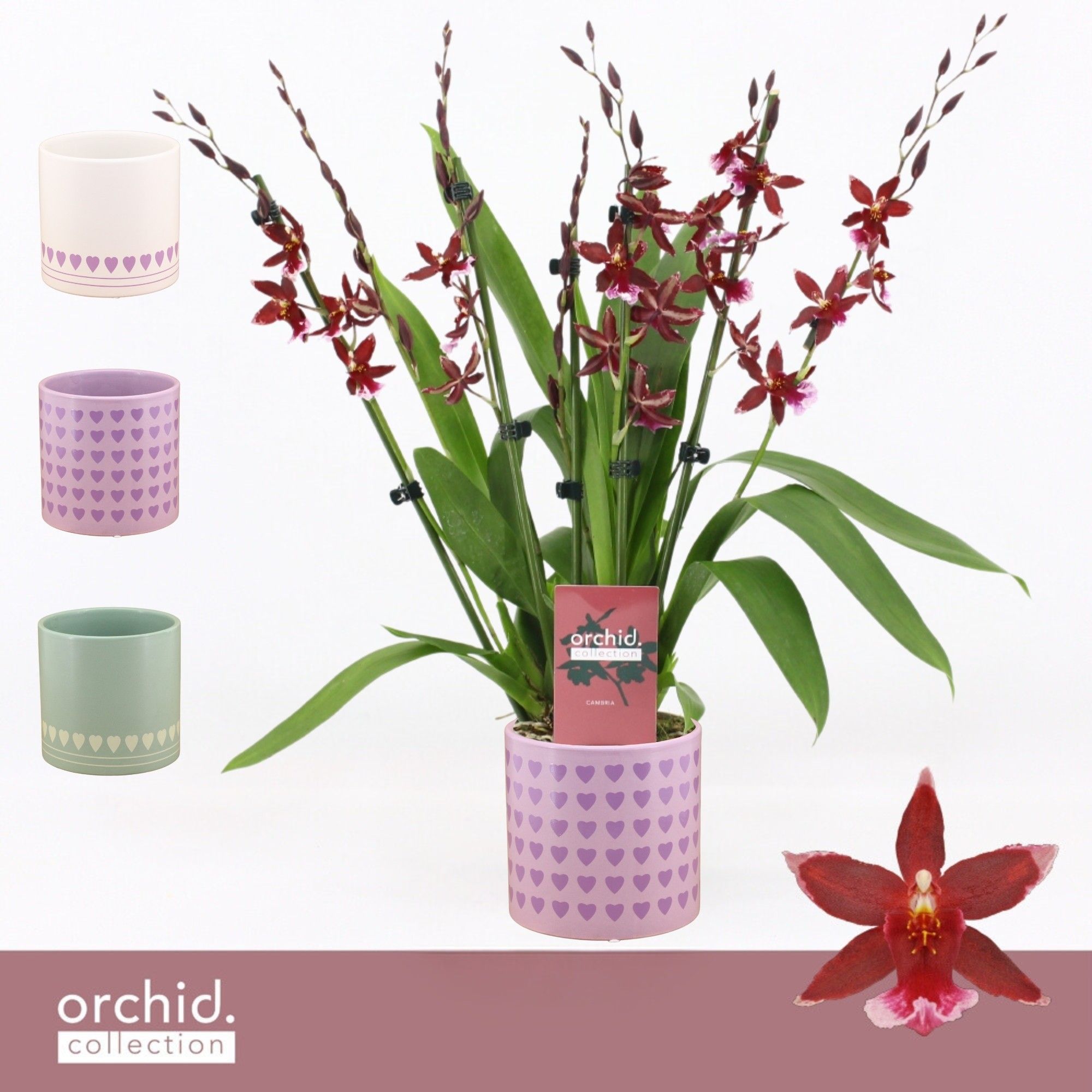 Barrocco Red, 7+ spike Compact in Horizon Love 'Orchid Collection', D 12