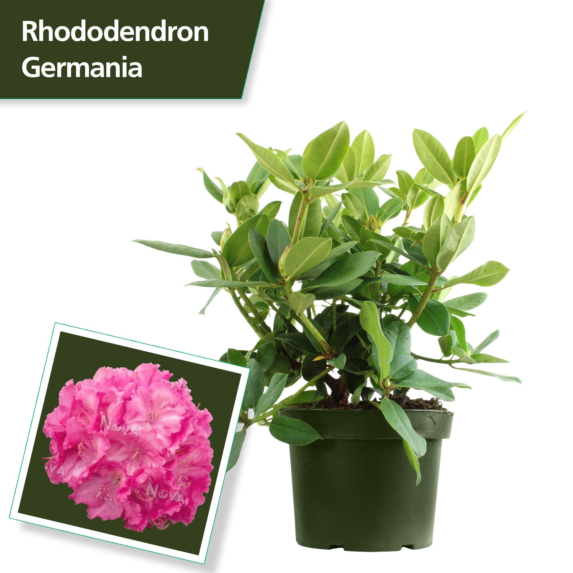 Rhodo. 'Germania' pink, D 29