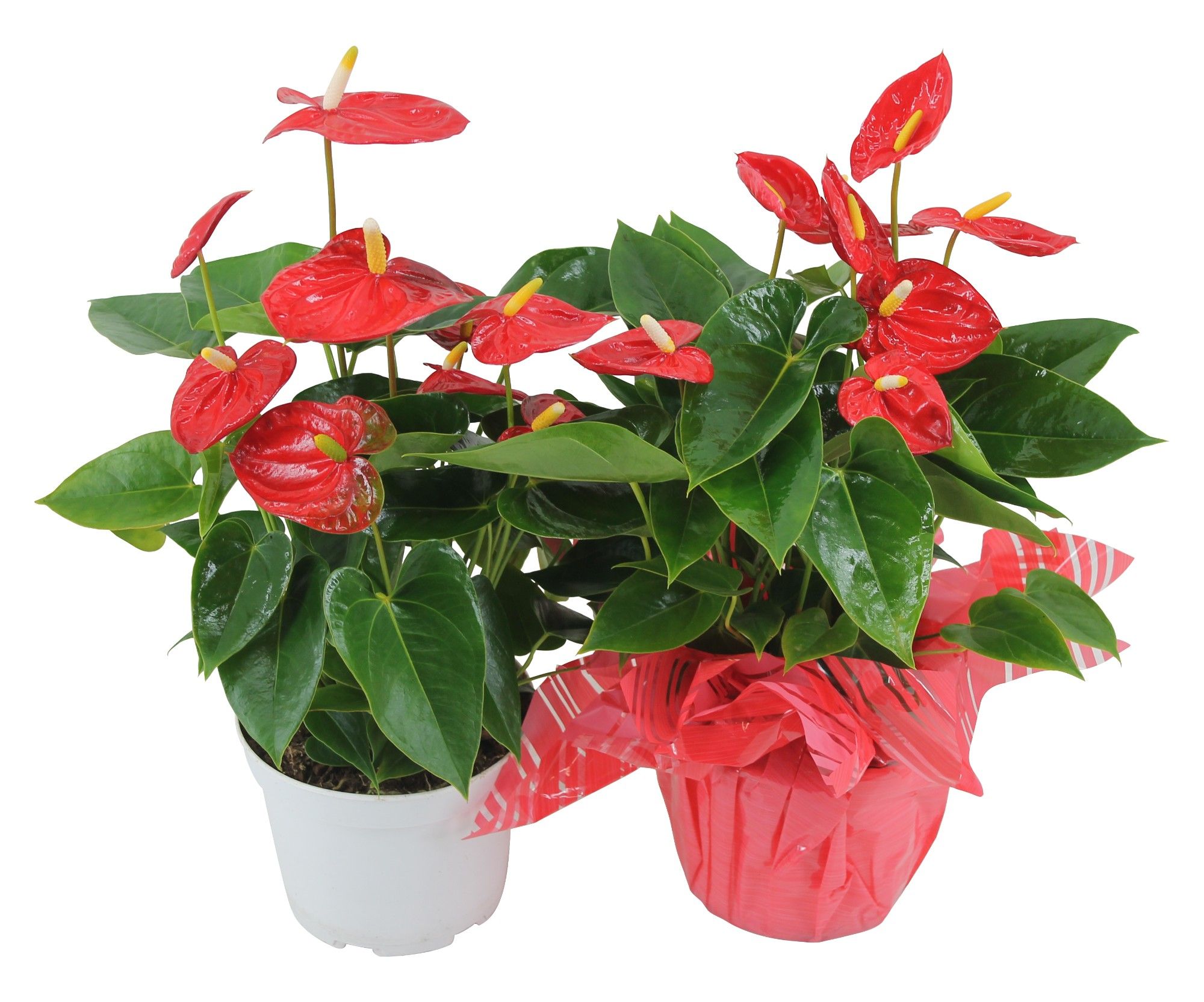 Anthurium XL.10 Mauii Red 14cm met rondello, D 14
