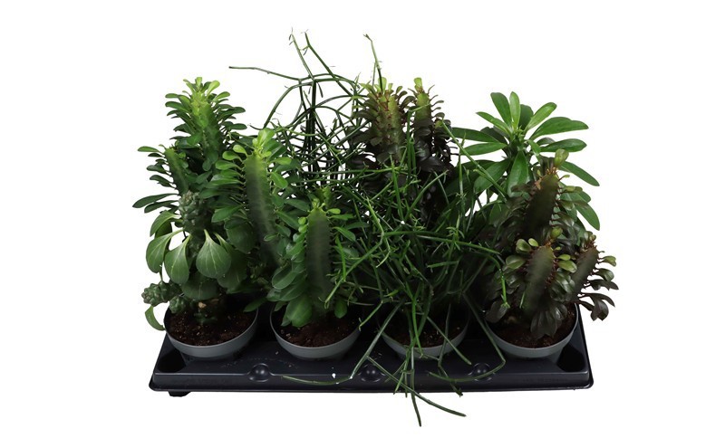 EUPHORBIA TRIGONA 'Mix', D 12