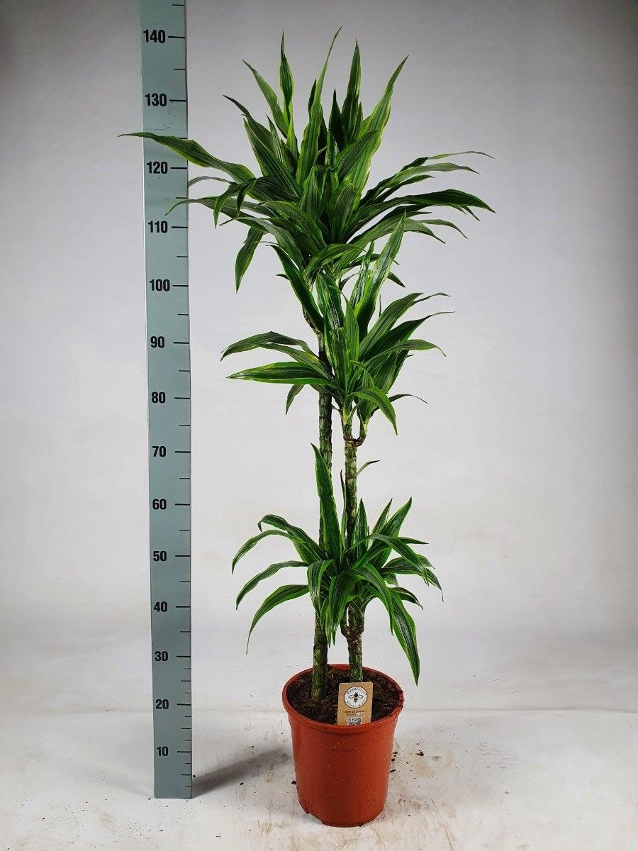 Dracaena lemon lime 'Jumbo' 90-60-30 140, D 24