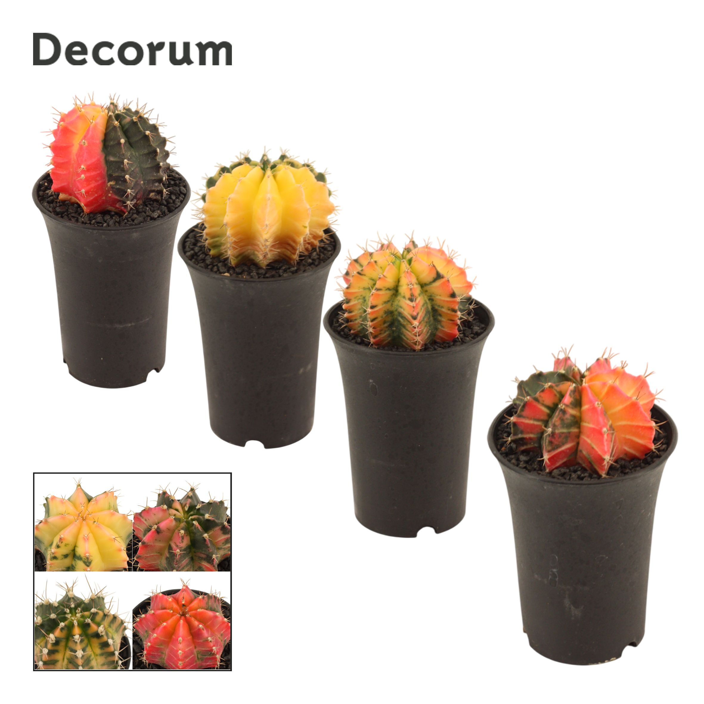 Gymnocalycium Cactus 9 cm Variegated (Decorum), D 9