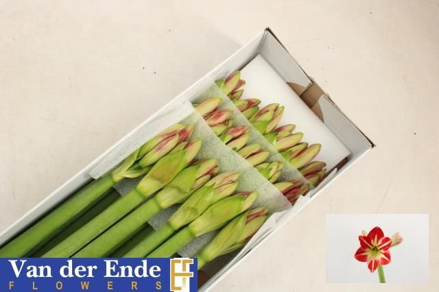 Амарилис Овериг x12, шт.