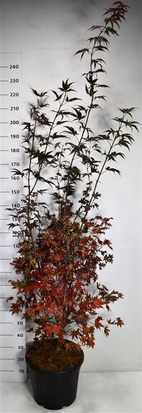 Acer pal. 'Bloodgood', D 40