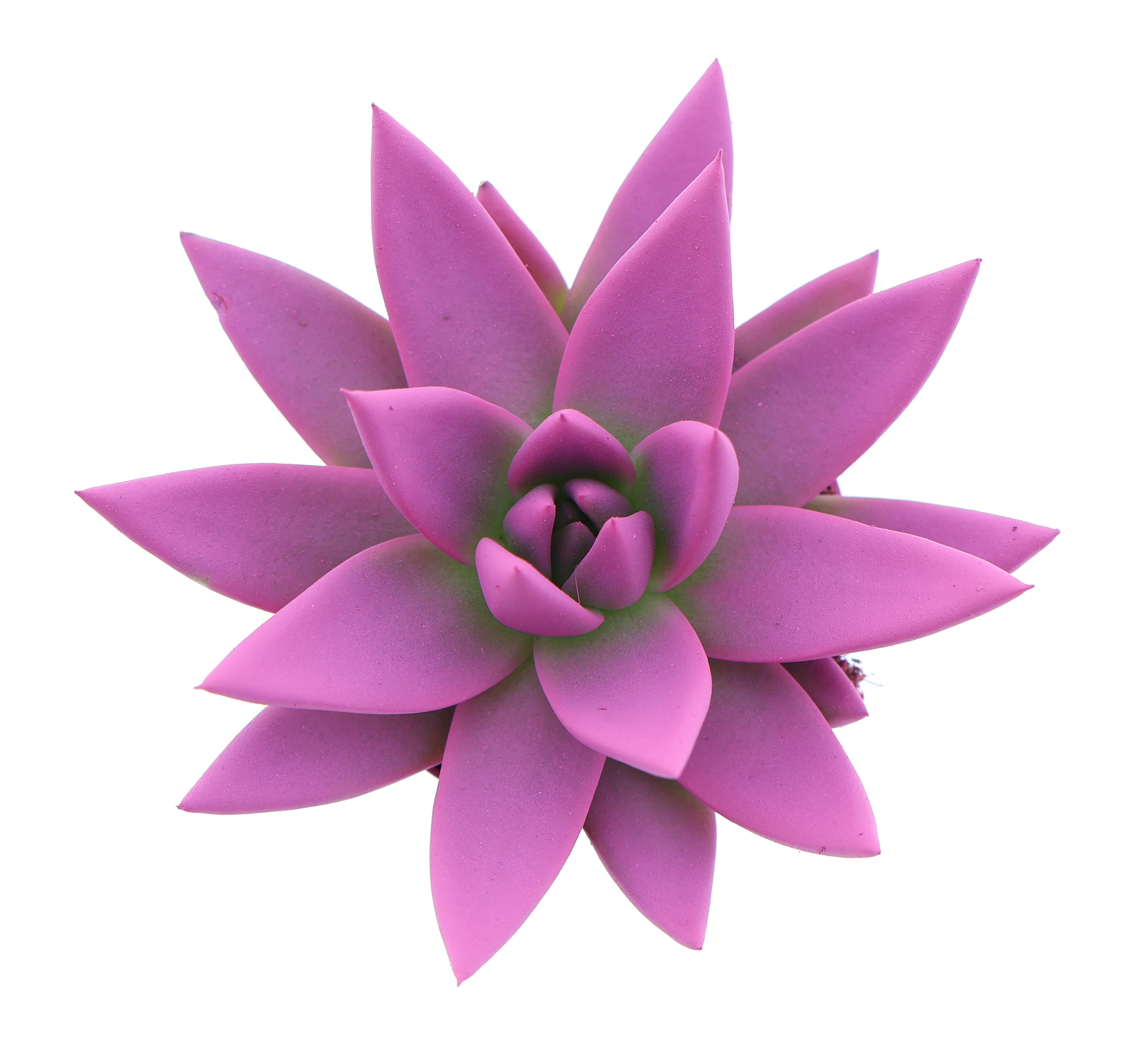 Rainbow cerise 246, D 6