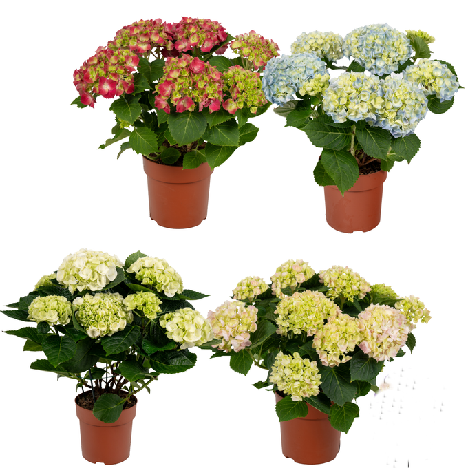858 VDBE : P14 HYDRANGEA MIX COLORS 5-6 flowers, D 14