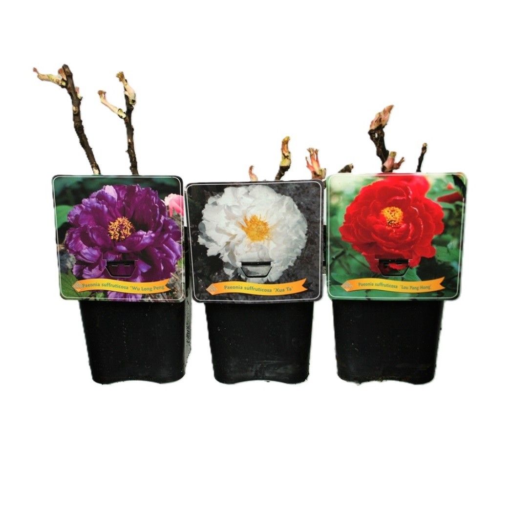 Paeonia suffruticosa mix laag C5, D 21