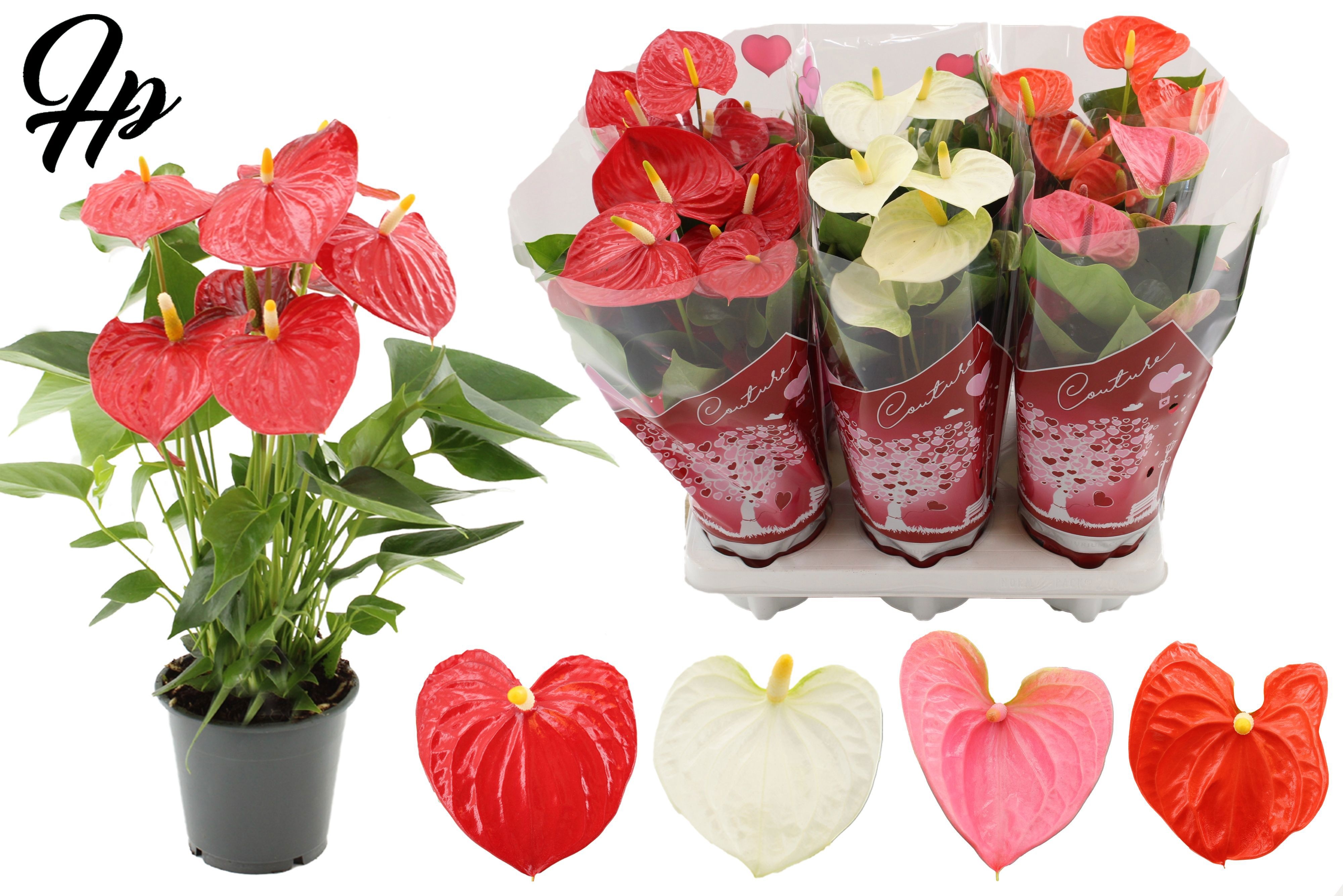 Anthurium 4 color mix in Couture hearts sleeve, D 12