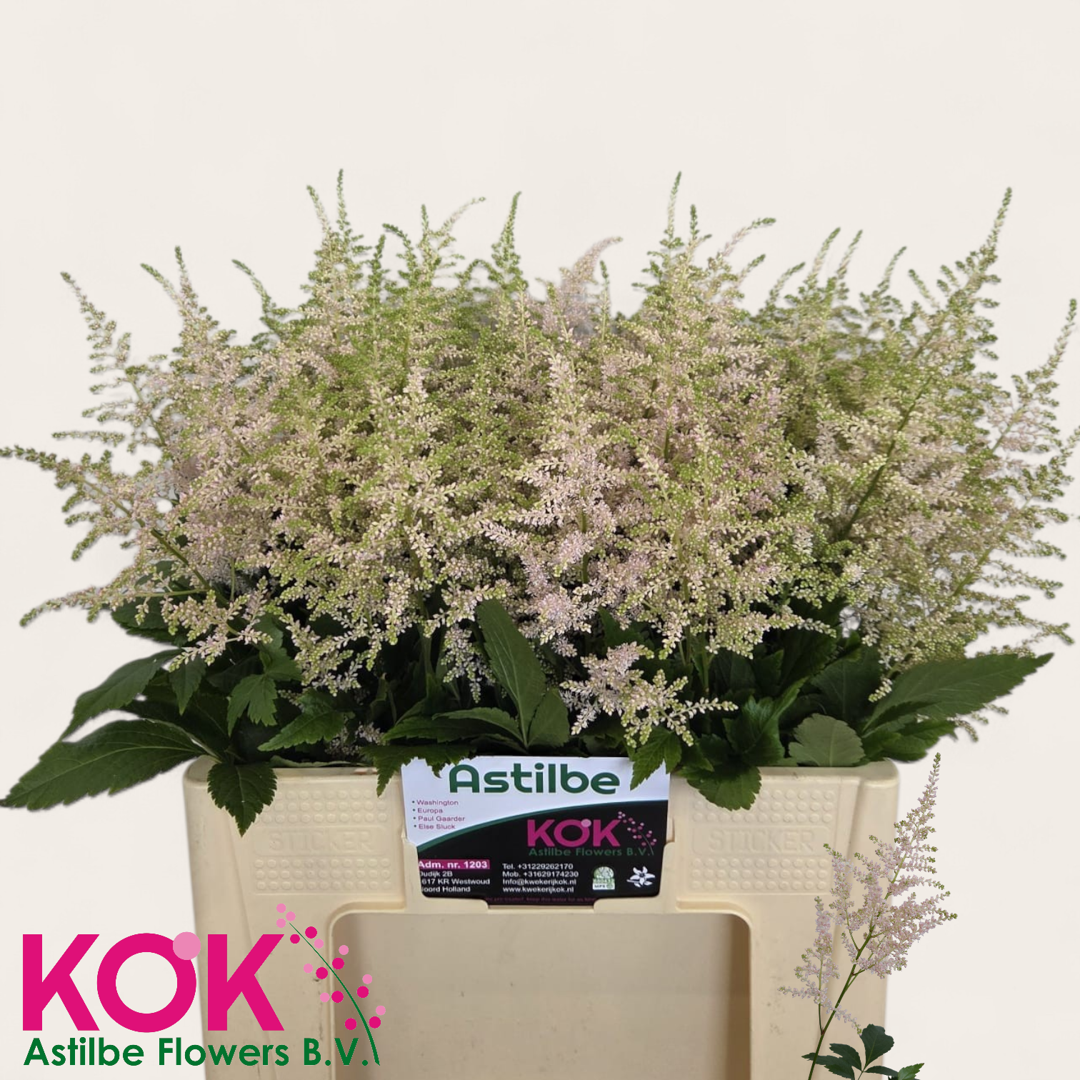 Астильба Европа 60, шт.