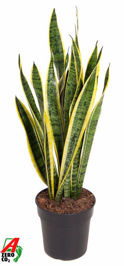 Sansevieria Laurentii P21, D 21