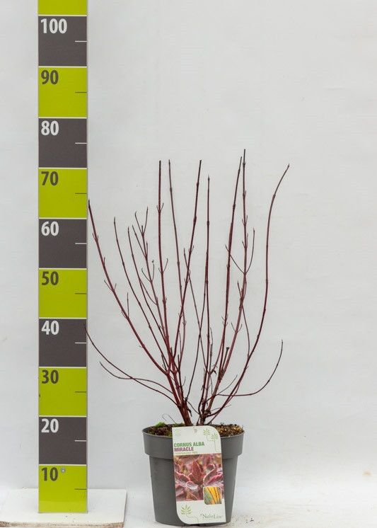Cornus alba 'Miracle' (R) C 4,6, D 23