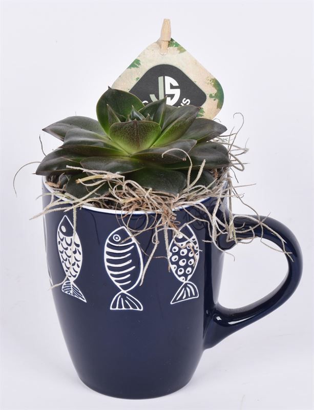 Keramiek mok visjes. 9cm, D 9