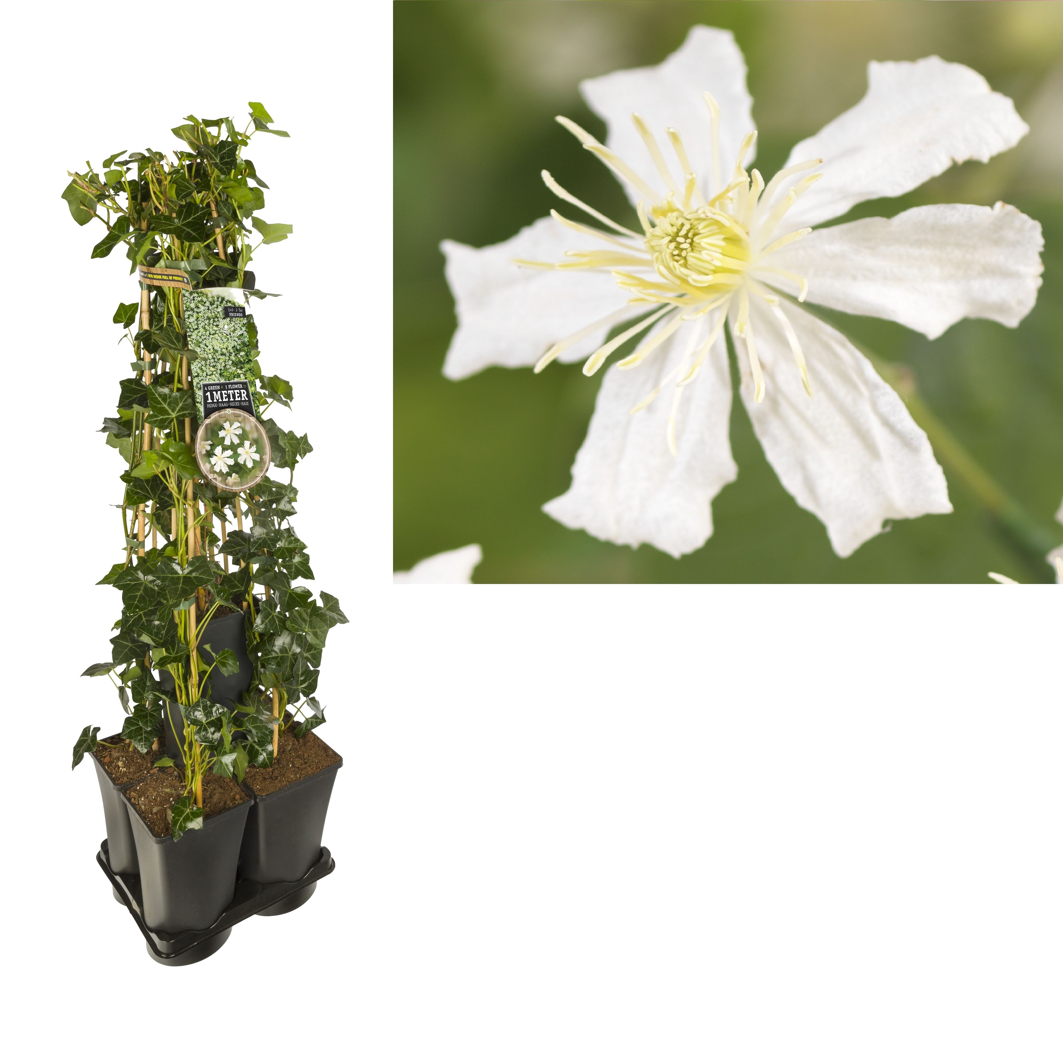 1 m. privacy mix Hedera + Clematis 'Paul Farges' +label, D 17