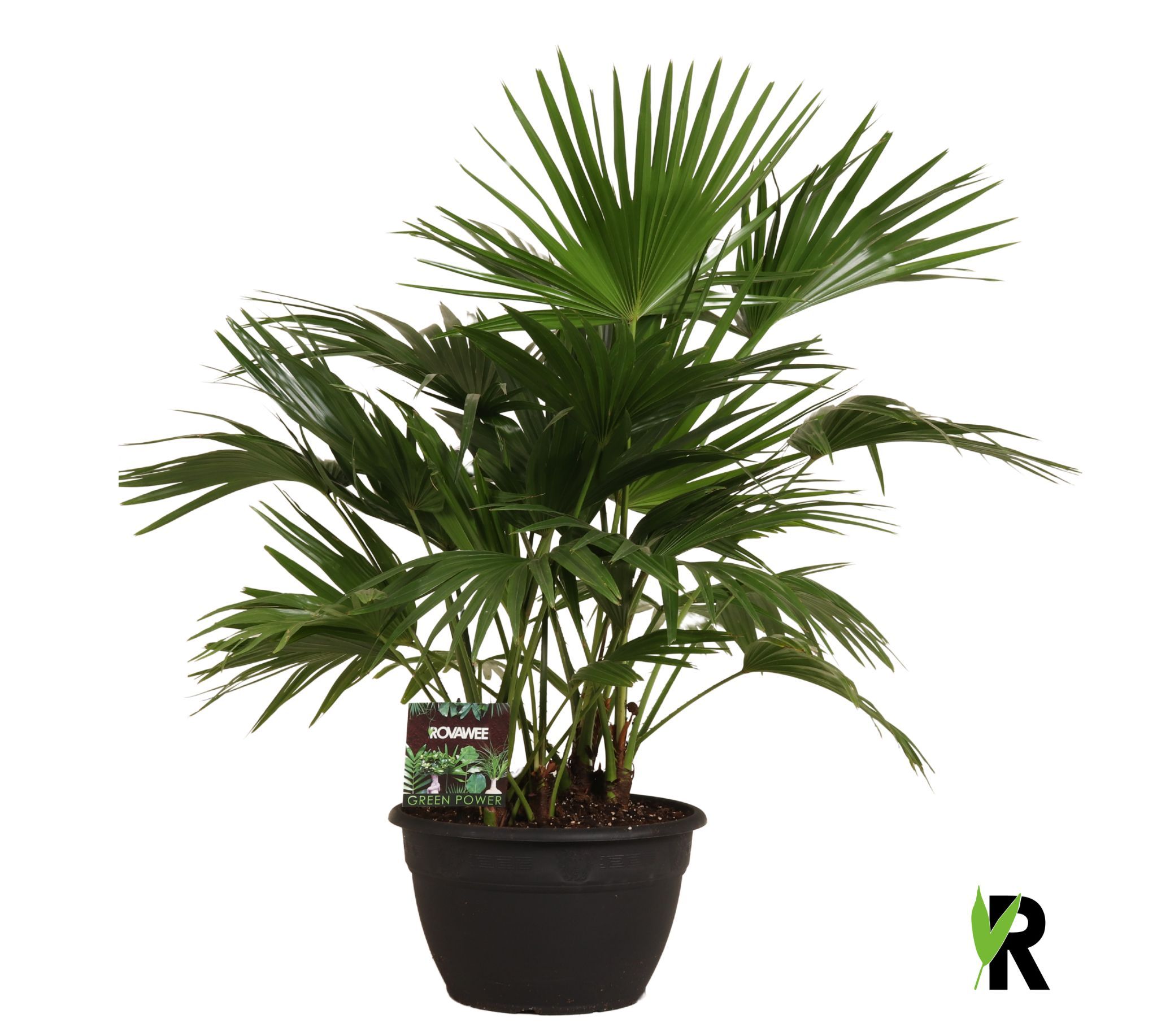 Livistona chinensis 6 per pot, D 35