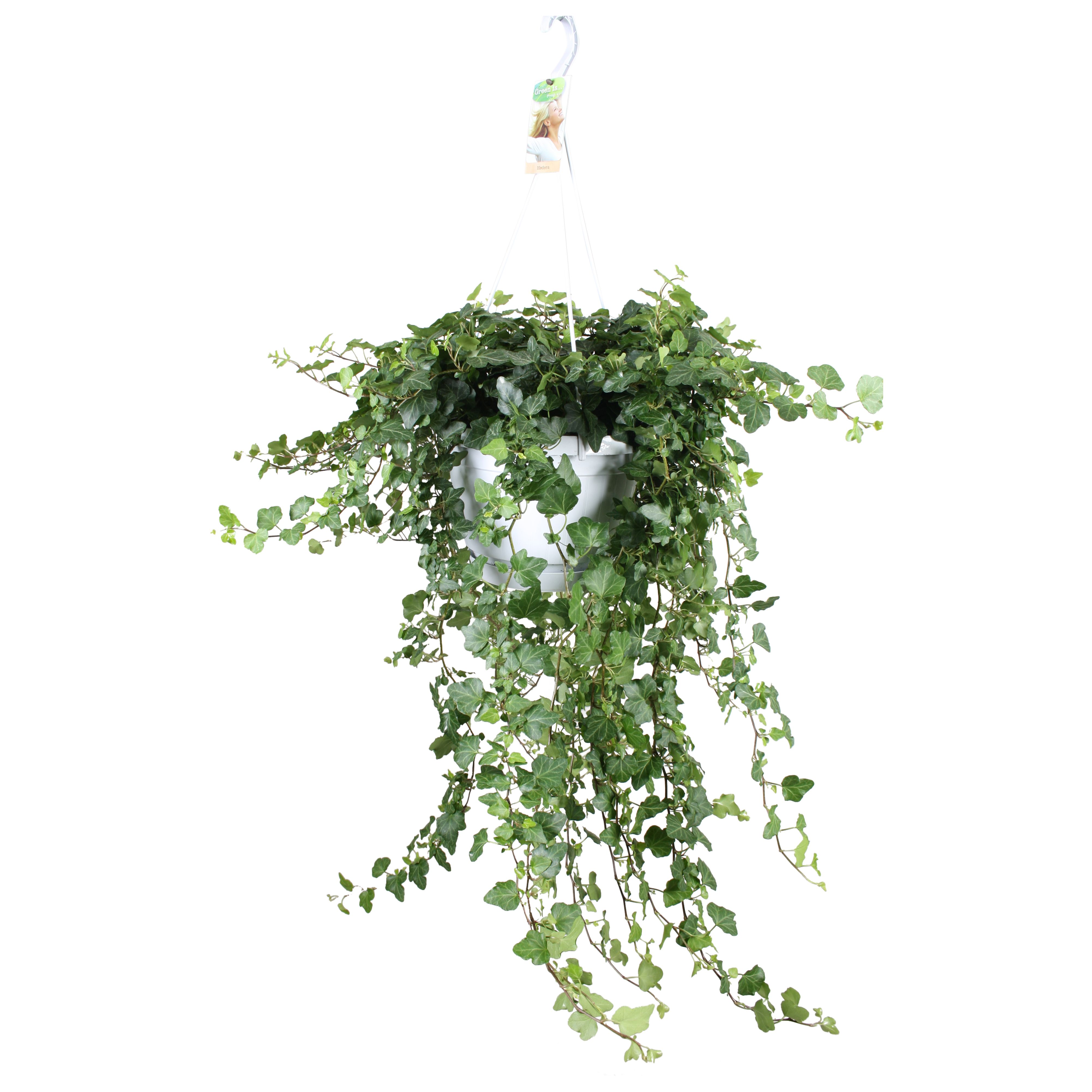 Hedera helix Wonder - hang/XXL, D 24