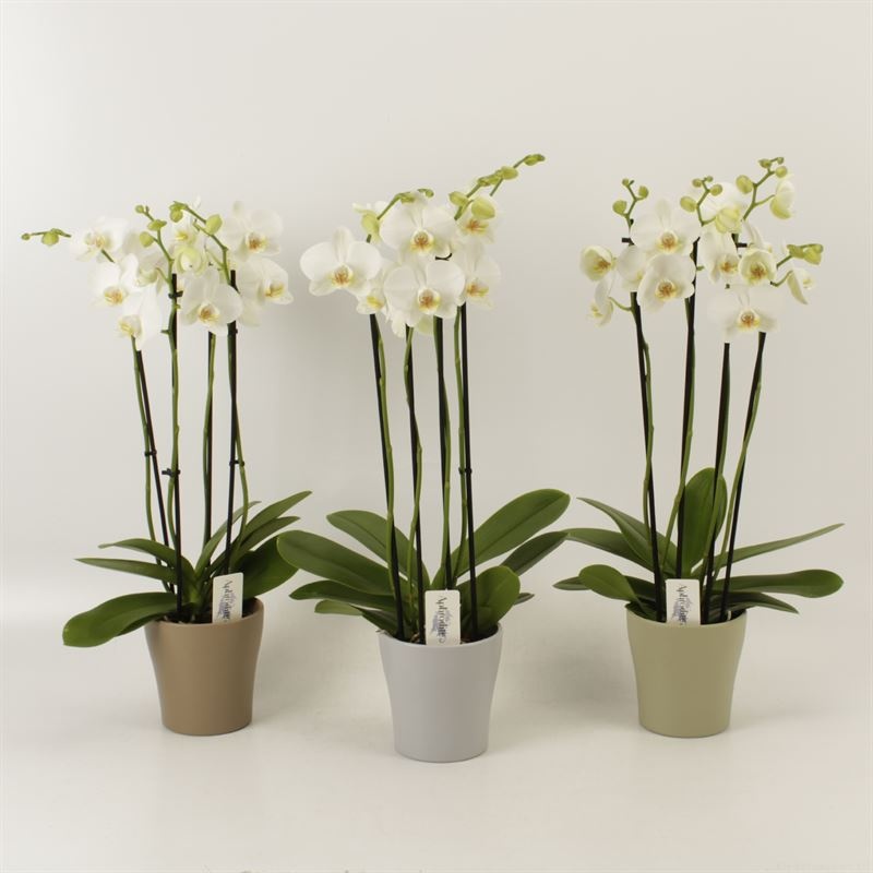 Phalaenopsis overig wit 4 tak wit in Modern living keramiek, D 12