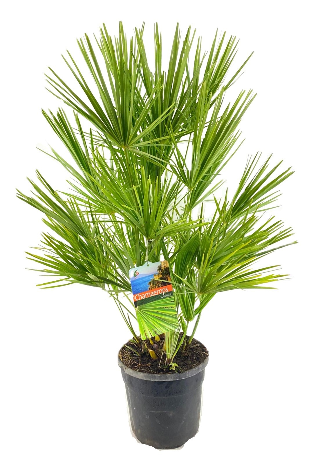 Chamaerops humilis, D 24