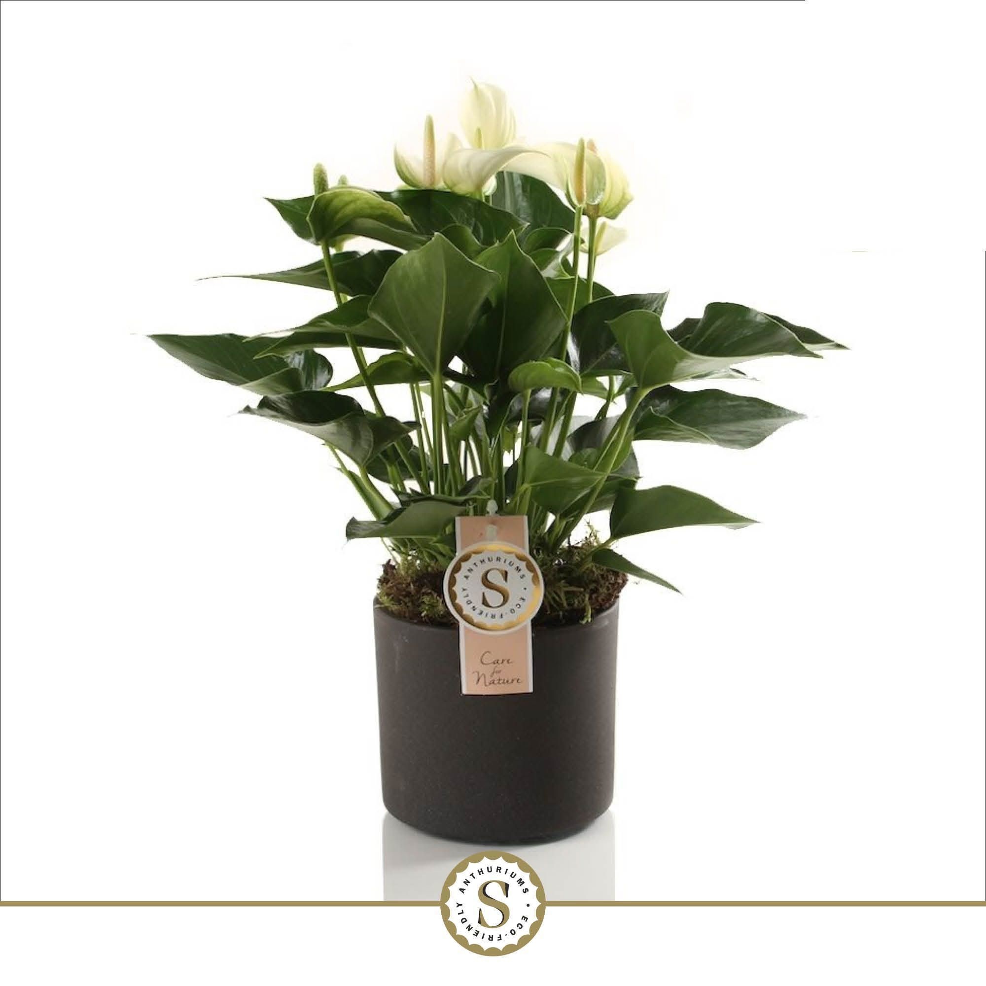 Bari Keramiek Grey - White Champion 12cm, D 12